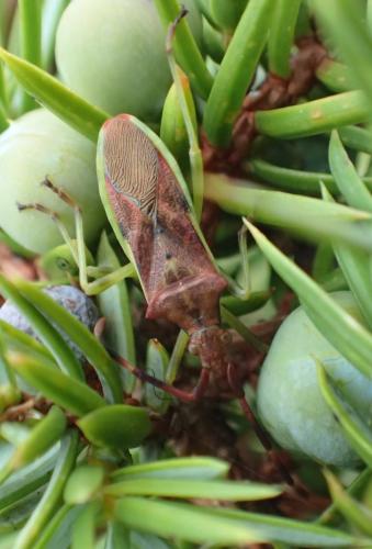 Réf. 242 920 : Gonocerus juniperi